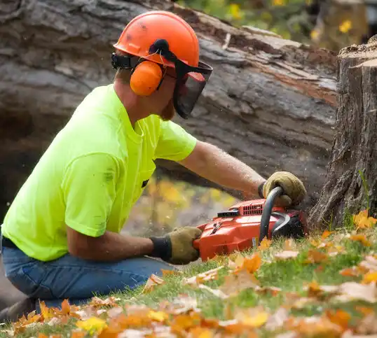 tree services Moose Lake